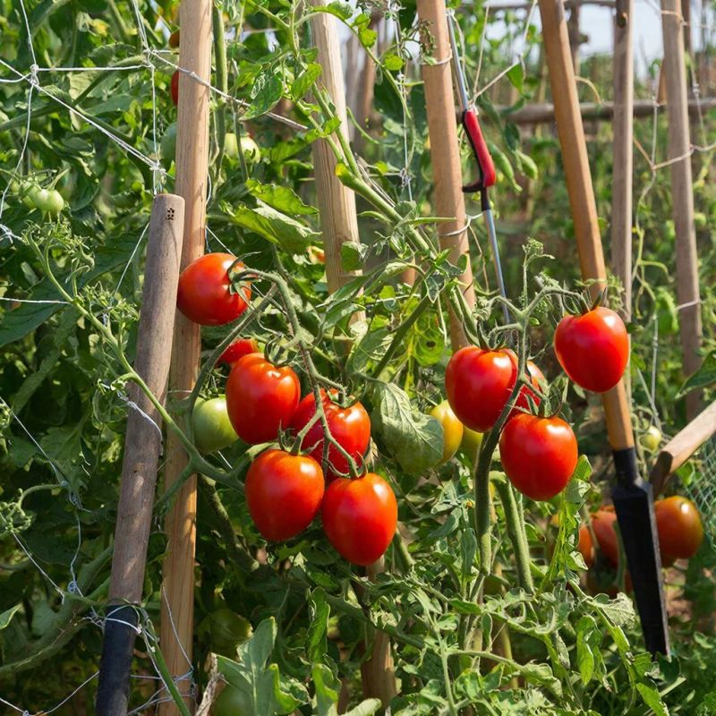 ������, ������� ������ �����: 11 ������ ��� ��������������� ��������