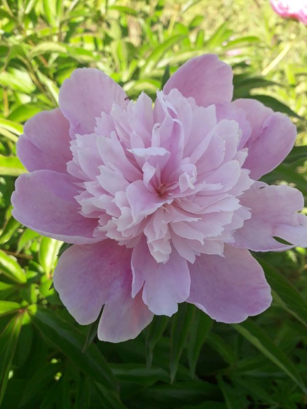 Как сохранить пионы до весны: секреты успешной подготовки к зиме