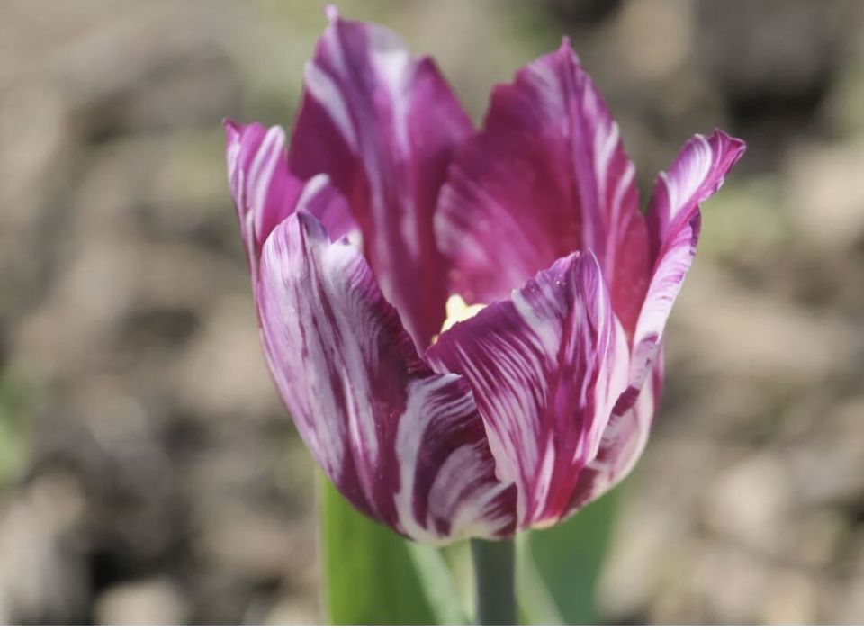 Опасный вирус пестролепестности тюльпанов: как защитить свои цветы