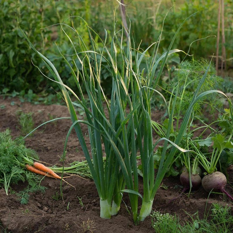 ��� ������ ������ ���� �� �����: ��������� ���������