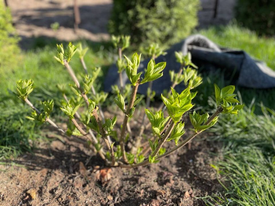 ��� ���������� �������� ��������� �� �������: ������������ ������