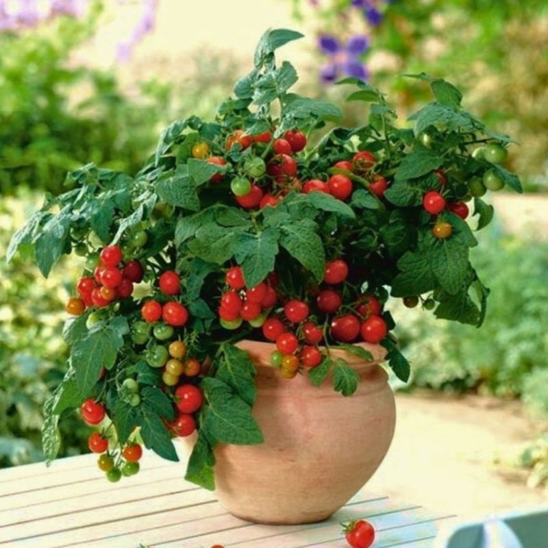 ������ �� �������: ��� cultivar '������� ���' ������ ������ � urban gardening