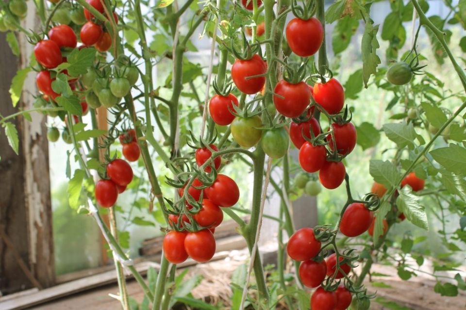 ��� ��������� �������� �� �����������: ��������� ������� ������