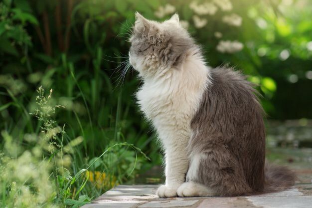 ��� ������, ���� ������� �������� � ����������: ������ �� ����������