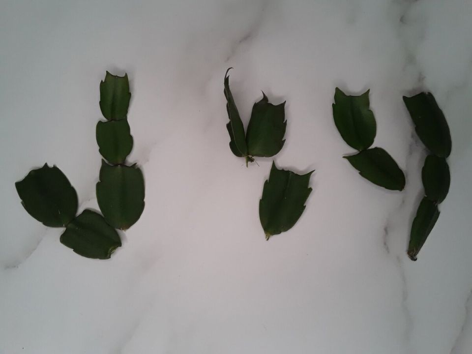 ��� ���� ������� �� ���� ������� ���������� ��������� �����������