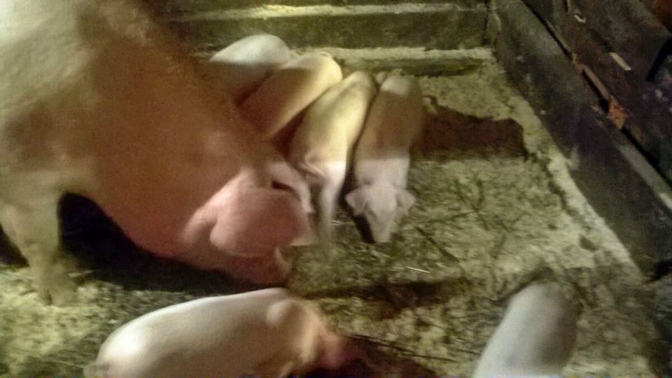 Селяне на грани: когда любовь к животным становится непосильным бременем