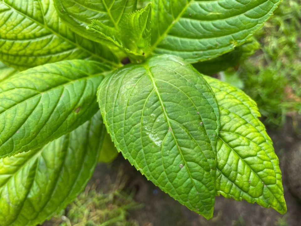 ��� ��������� �������� ��������� � �������� �������