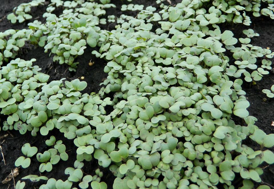 Как подготовить теплицу к зиме: советы по уборке и уходу