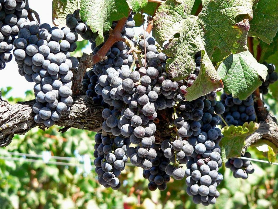 ��� �������� ���������� ��������� � �������� ����: �������� ������ ��������