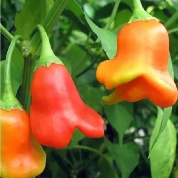 ������� �����������: ���� � ����������� � ������ �����