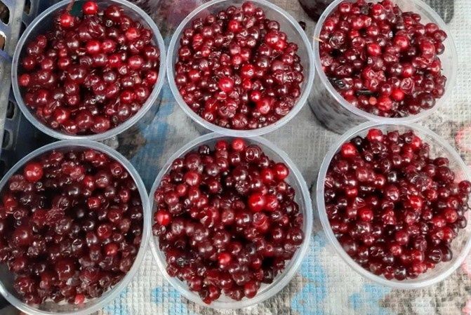 Почему брусника полезна для здоровья почек