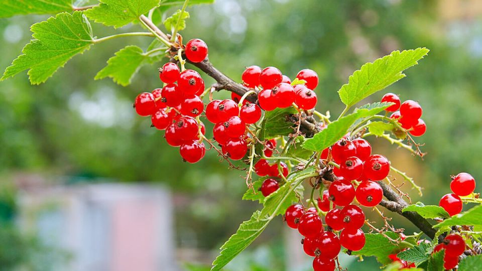 ����������� ������� ������ � �������� ������ �� ���������