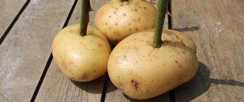 Как картошка помогает в выращивании роз