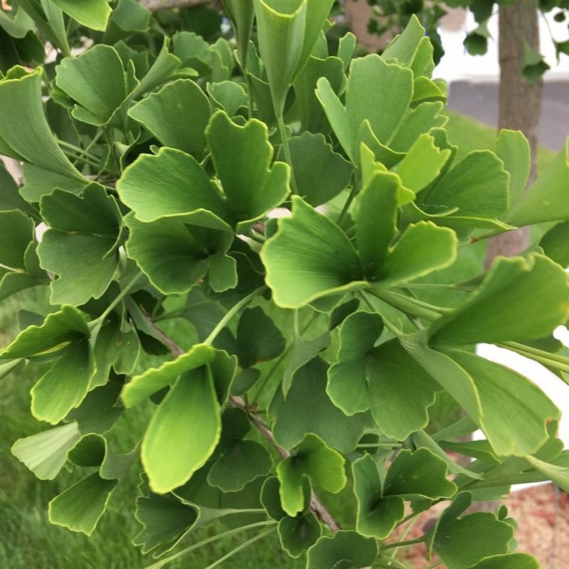 ������ ������: ��� ������� ��� � ������� ��������� � ����� ����