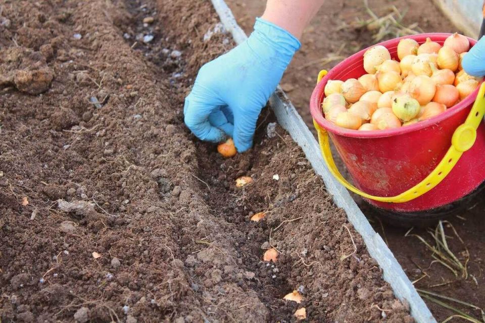 Посадка лука под зиму: секреты успешного урожая