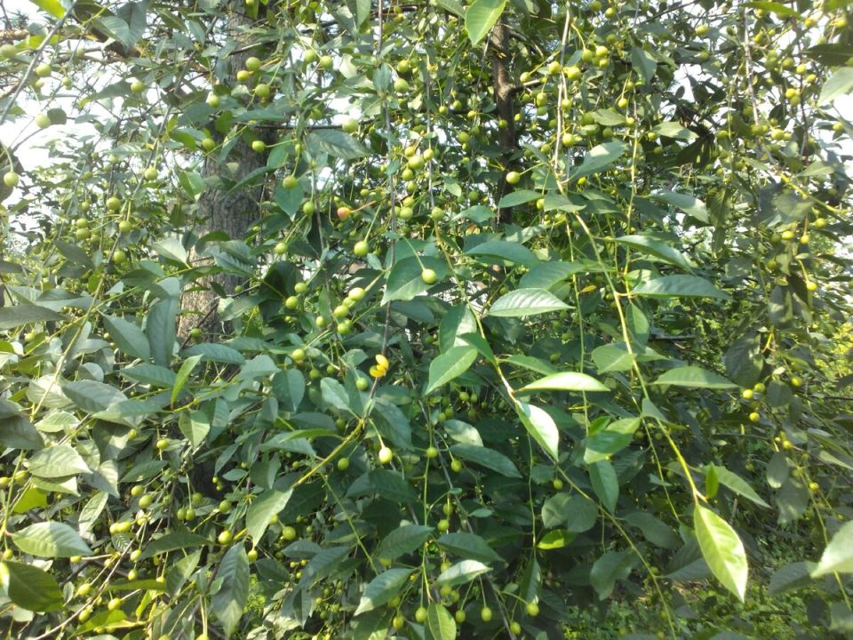 ��������� ��������: ������� �����, ������� ��������� ���� �����