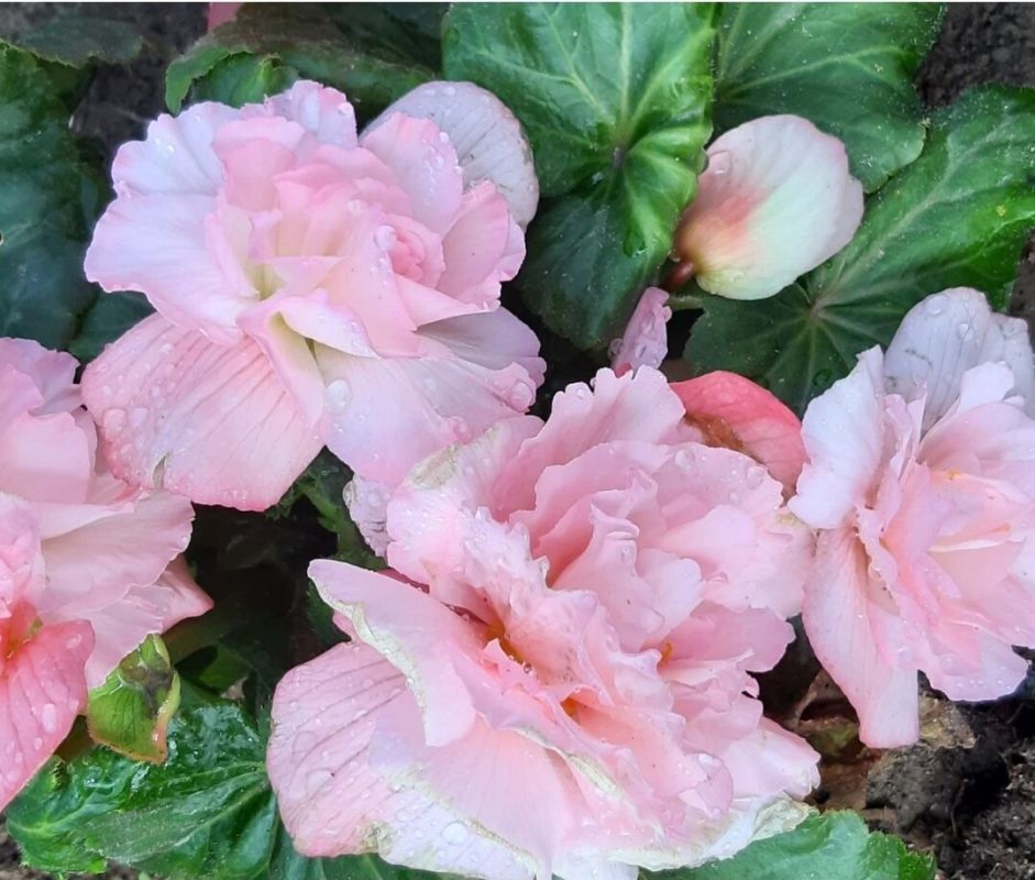 Идеи для цветущего уголка в тени