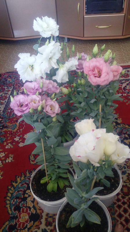 �������: ������� ����� �� ����������� ������