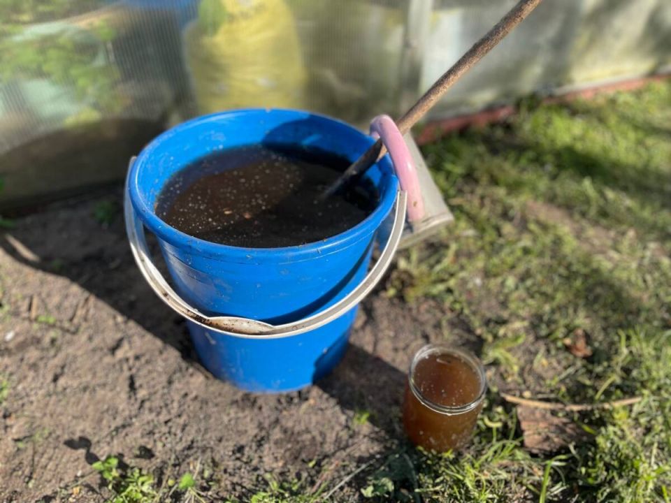 Мощное натуральное удобрение за 24 часа: как улучшить рост ваших растений