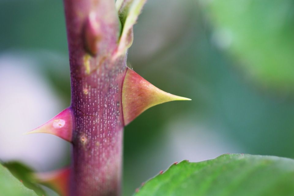 Бесшипные розы: красота без колючек