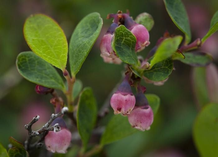 ������� ��������: ���������� ����� � ��������������� ������ � ��������� ����������