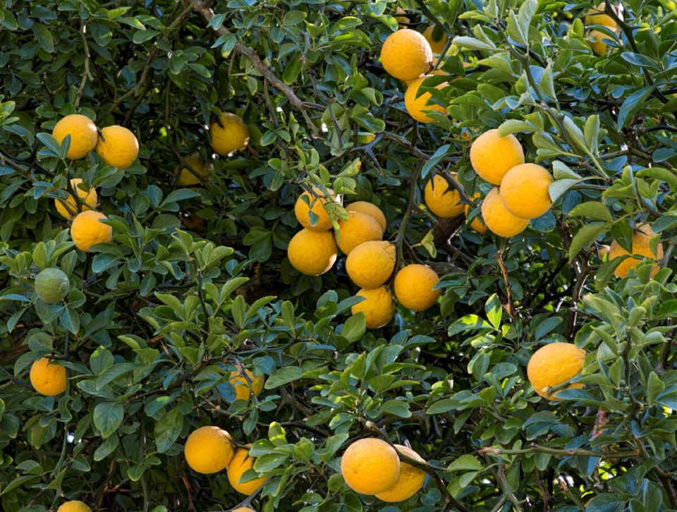 Понцирус: удивительный цитрус, способный пережить морозы средней полосы