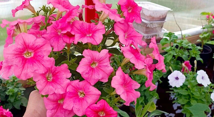 ������� ��������� ���������� �������: �������� ������ ��� ������� ��������